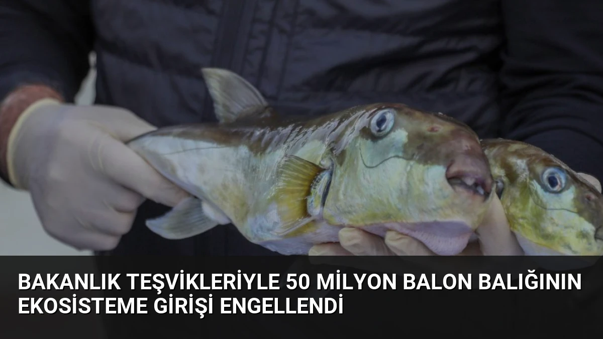 Bakanlık Teşvikleriyle 50 Milyon Balon Balığının Ekosisteme Girişi Engellendi