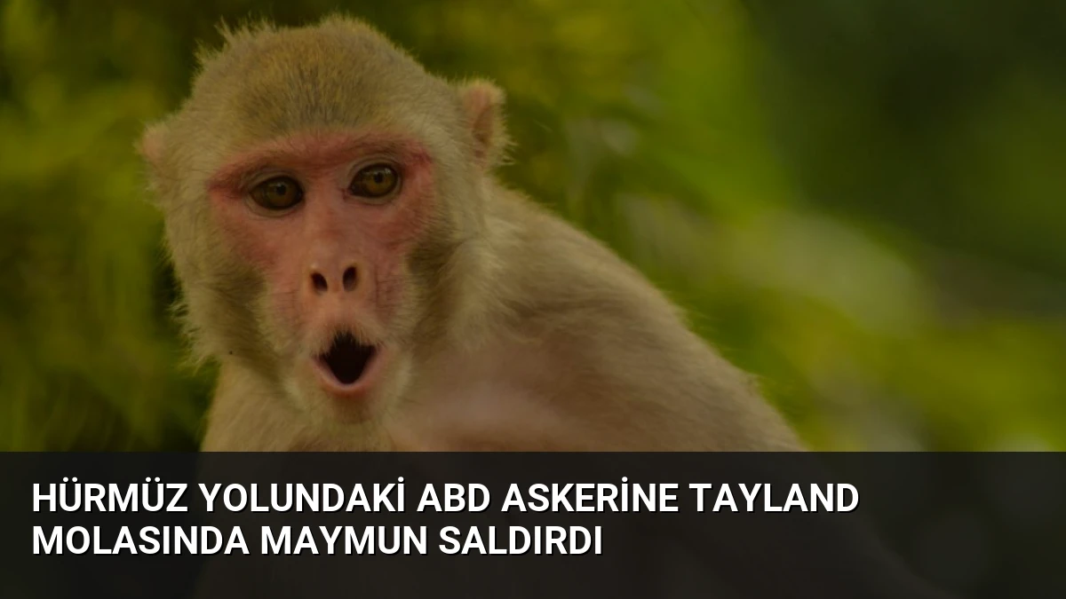 Hürmüz Yolundaki ABD Askerine Tayland Molasında Maymun Saldırdı