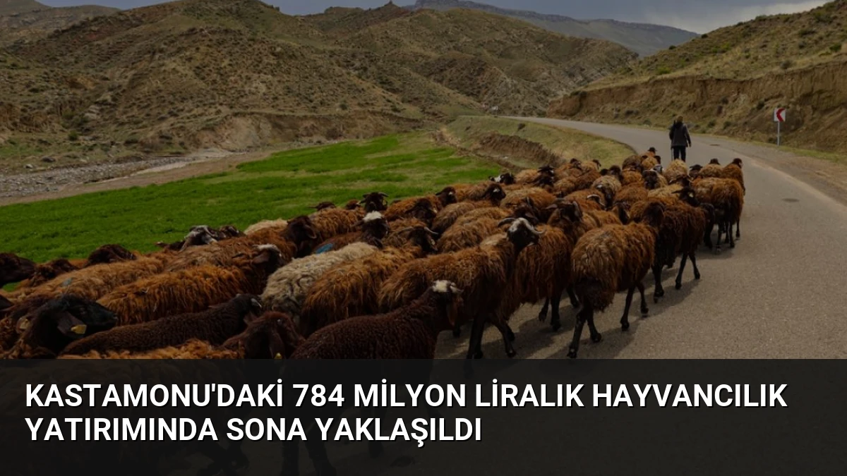 Kastamonu’daki 784 Milyon Liralık Hayvancılık Yatırımında Sona Yaklaşıldı