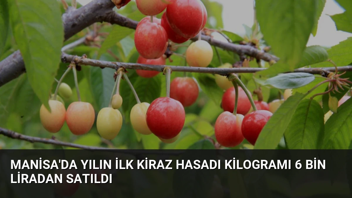 Manisa’da Yılın İlk Kiraz Hasadı Kilogramı 6 Bin Liradan Satıldı
