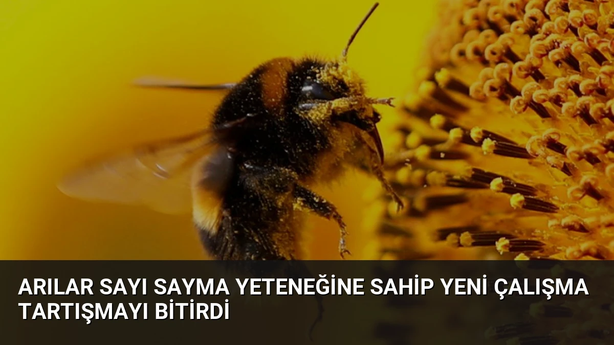 Arılar Sayı Sayma Yeteneğine Sahip Yeni Çalışma Tartışmayı Bitirdi