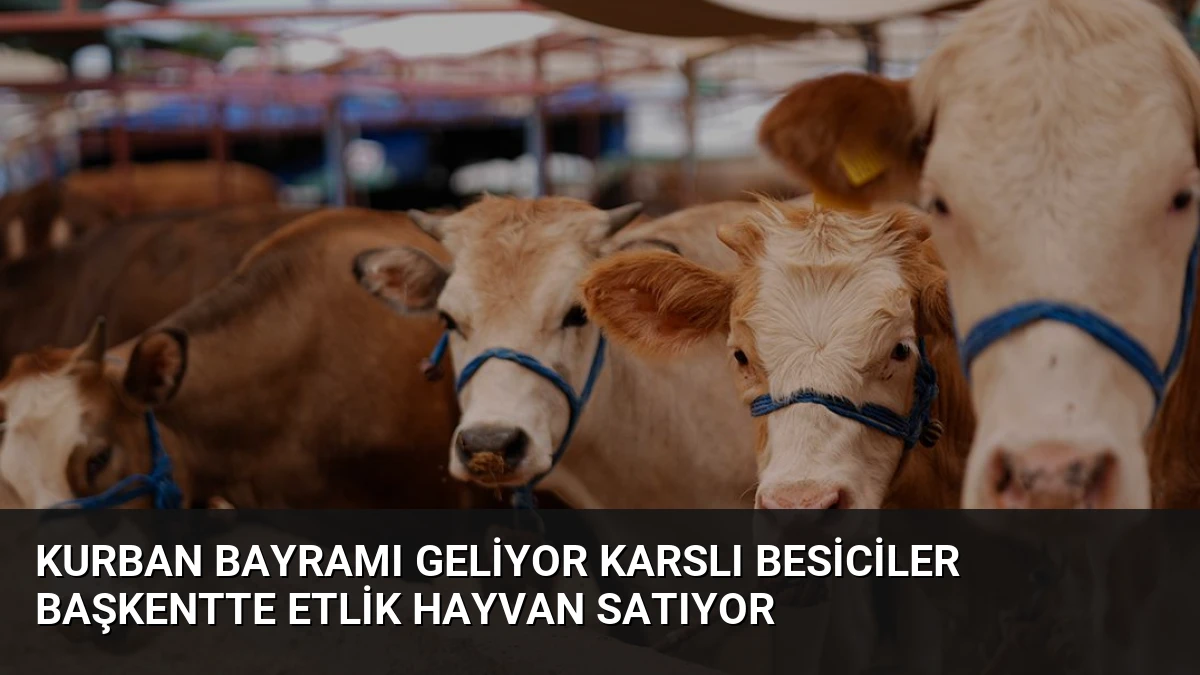 Kurban Bayramı Geliyor Karslı Besiciler Başkentte Etlik Hayvan Satıyor