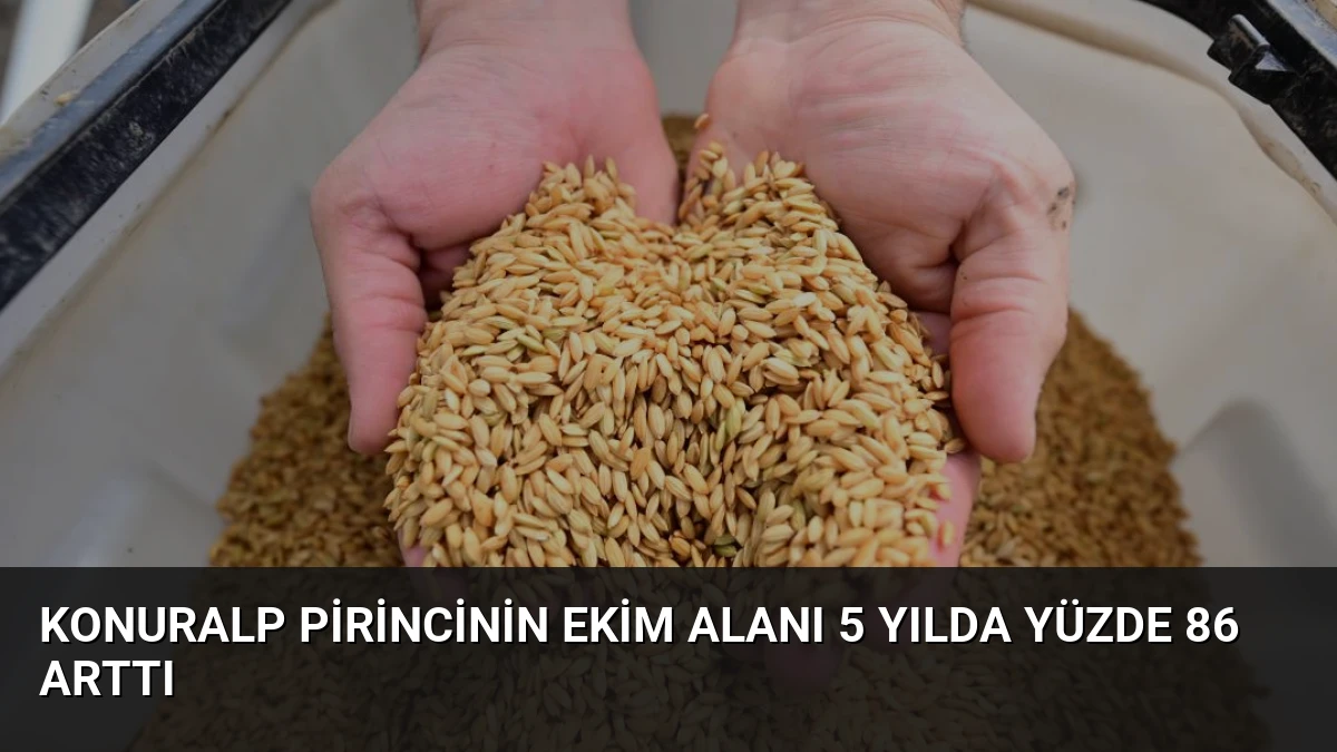 Konuralp Pirincinin Ekim Alanı 5 Yılda Yüzde 86 Arttı