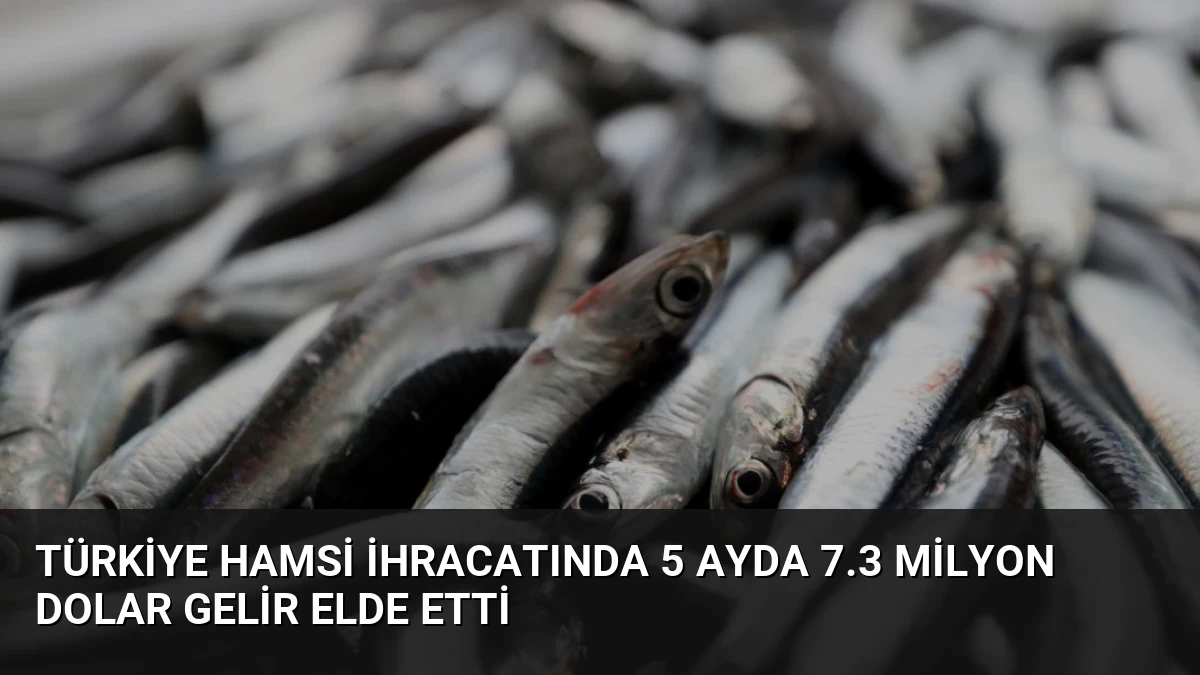 Türkiye Hamsi İhracatında 5 Ayda 7.3 Milyon Dolar Gelir Elde Etti