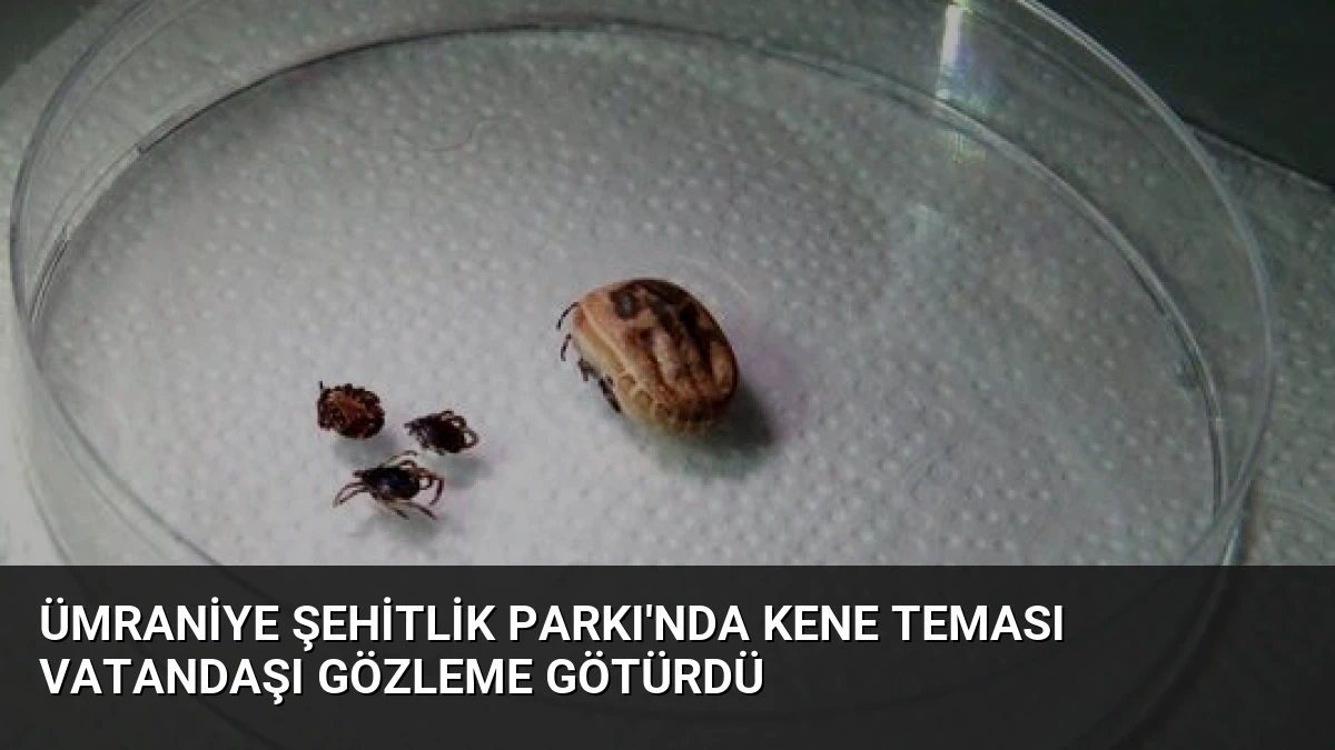 Ümraniye Şehitlik Parkı’nda Kene Teması Vatandaşı Gözleme Götürdü